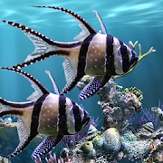 真正的水族馆 – 动态壁纸